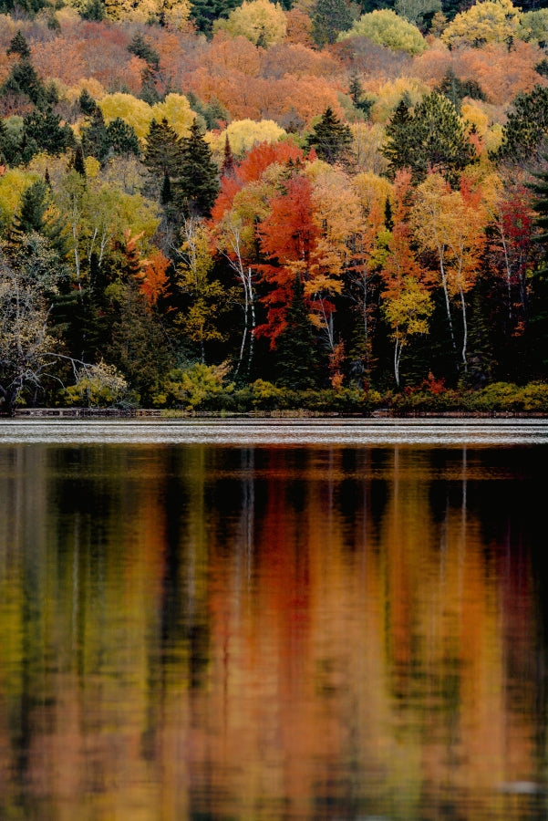 maple & sustainability