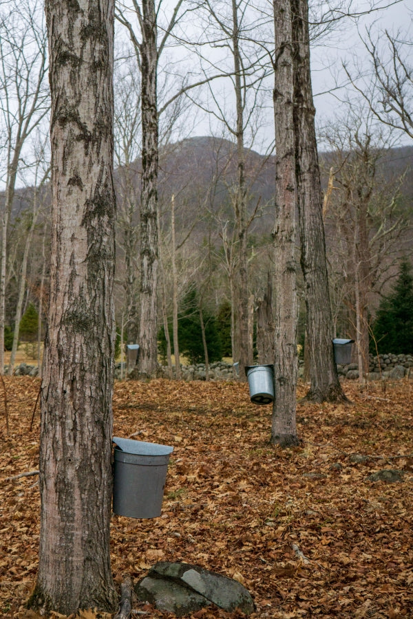 Weather's Crucial Role in Maple Syrup Production: A Symphony of Nature